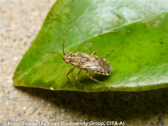 Liorhyssus hyalinus (Fabricius, 1794)